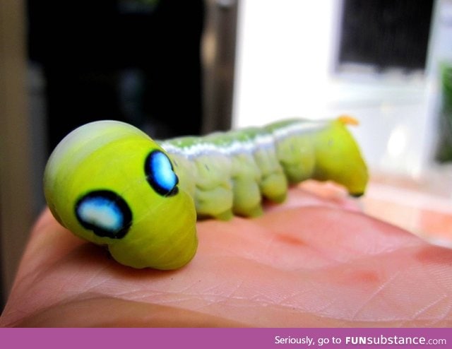 The Oeander Hawk Moth caterpillar looks like a little alien