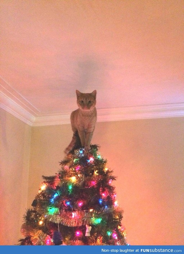 This cat's gonna be a star