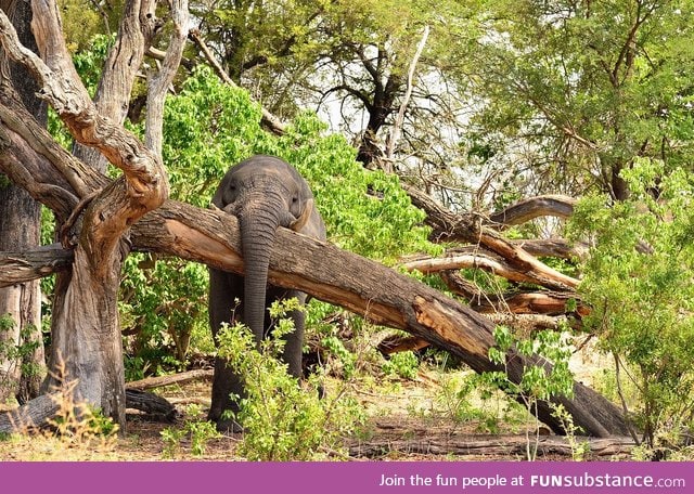 Trunk on trunk