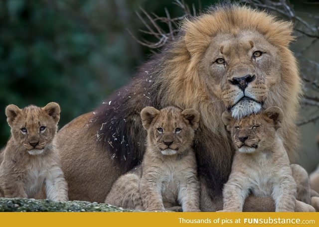 A lion family portrait