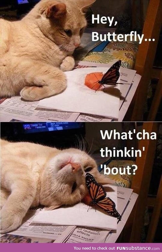 Oh, just butterfly stuff I guess