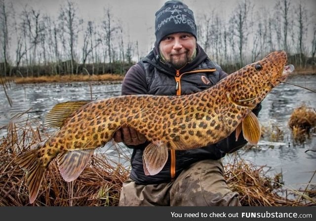 Extremely rare spotted Pike caught by Finnish angler