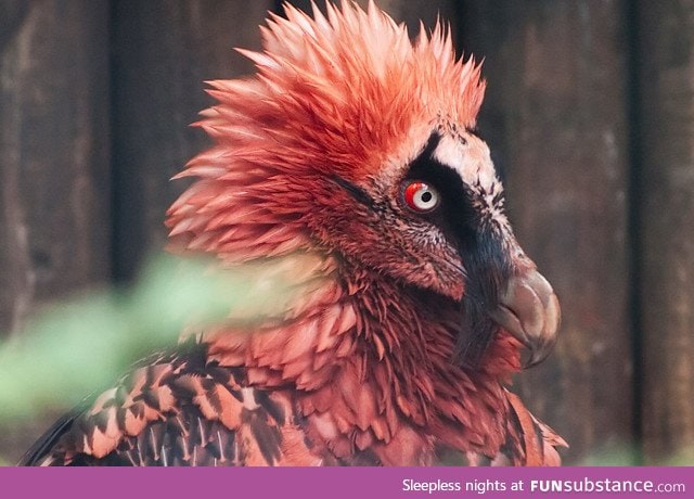 The most metal bird you will ever see