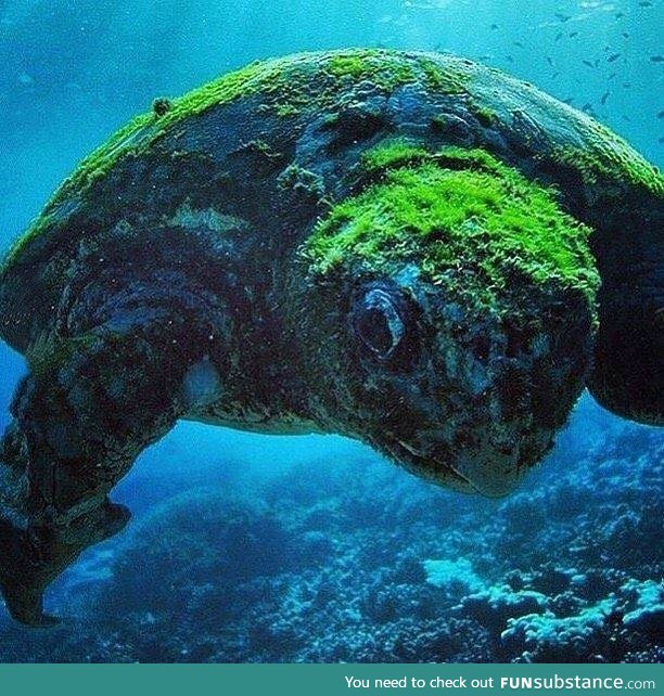 Beautiful 100 years old sea turtle. Looks amazing!