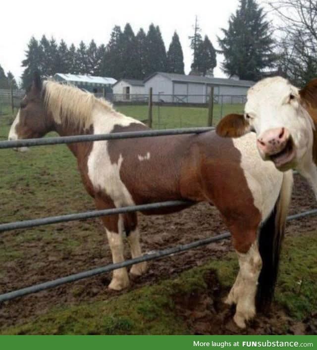 Laughing Cow