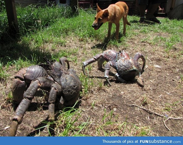 Coconut Crabs, the largest land arthropods (dog for scale)
