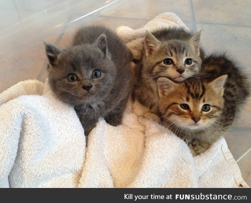 Day 401 of your daily dose of cute: WERE CAN I OBTAIN 3 KITTIES