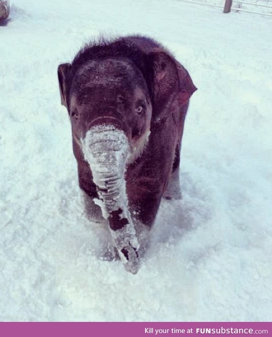 Tiny elephant in the snow