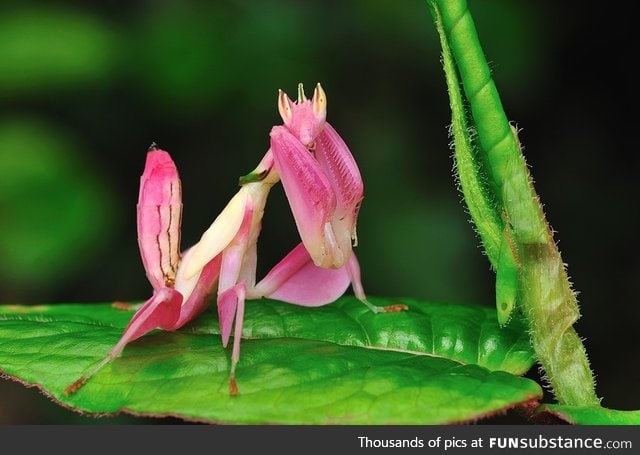 This is the orchid mantis
