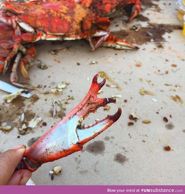 This crab claw grew another smaller claw