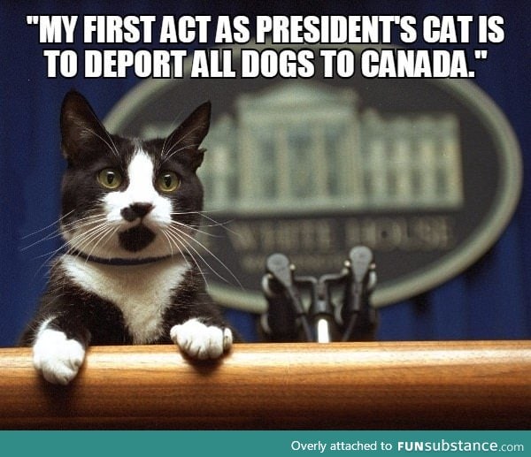 Trump's cat dreams