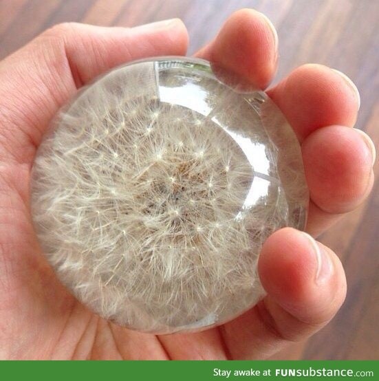 Dandelion preserved in resin