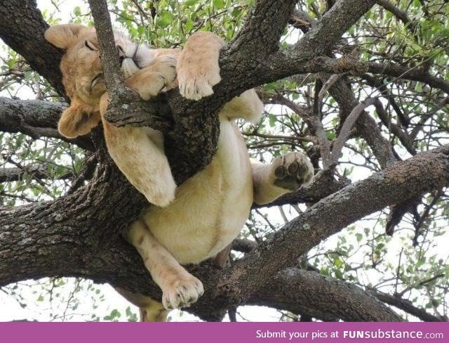 Lion sleeping on the tree