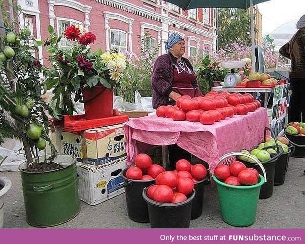 Organic tomatoes in Siberia