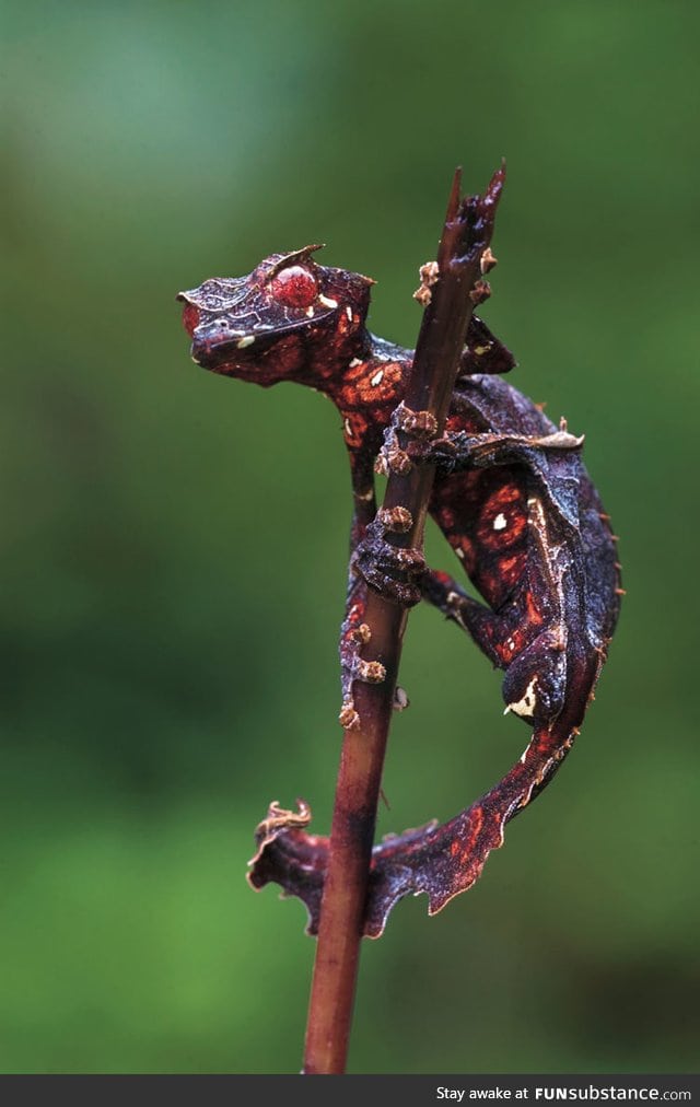 Satanic leaf horned lizard