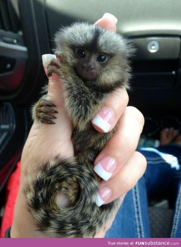 Portable monkey
