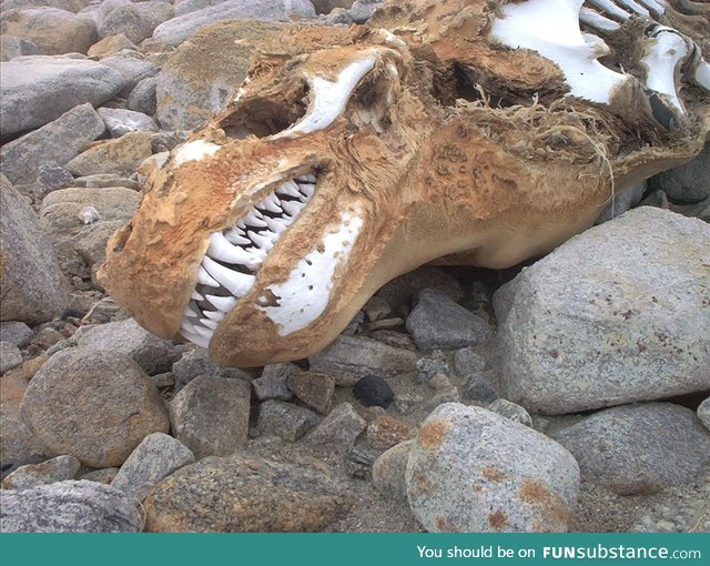Leopard seal skull