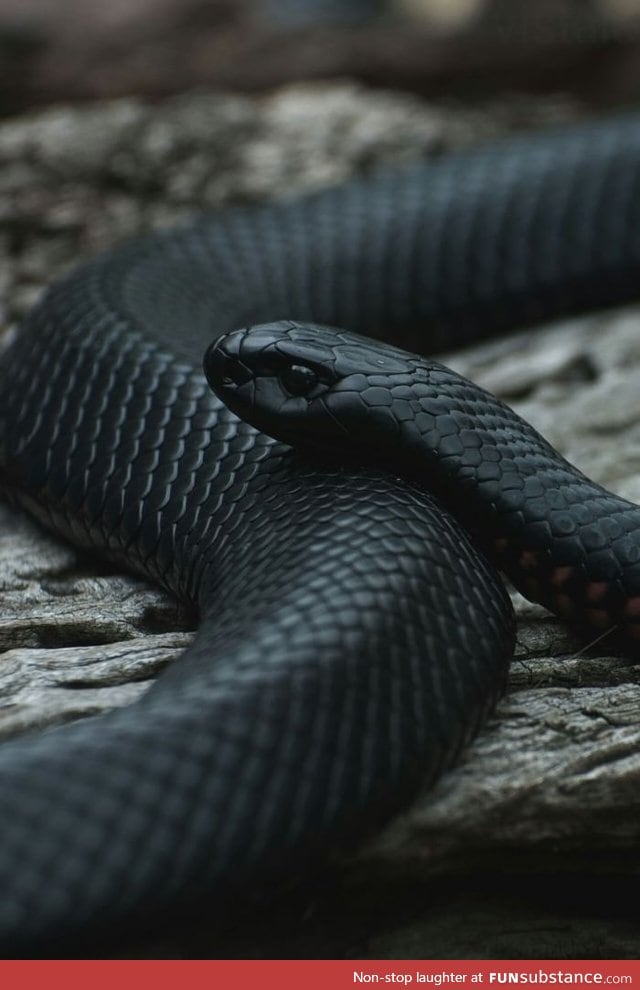Just a beautiful snake