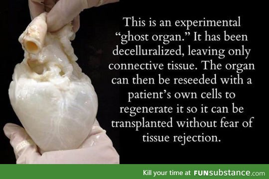 Ghost organ