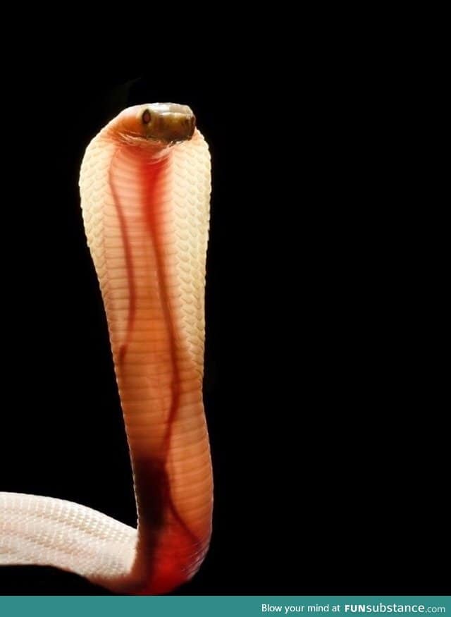 This baby cobra's skin is so translucent you can see its veins and heart.
