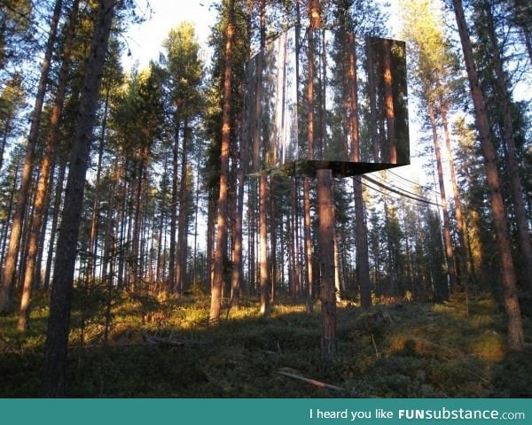 A treehouse made of mirrors