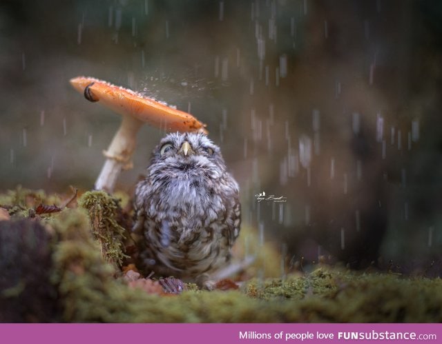 Under a mushbrella