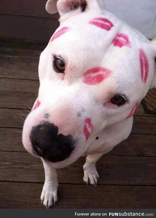 The only marks you should leave on a dog