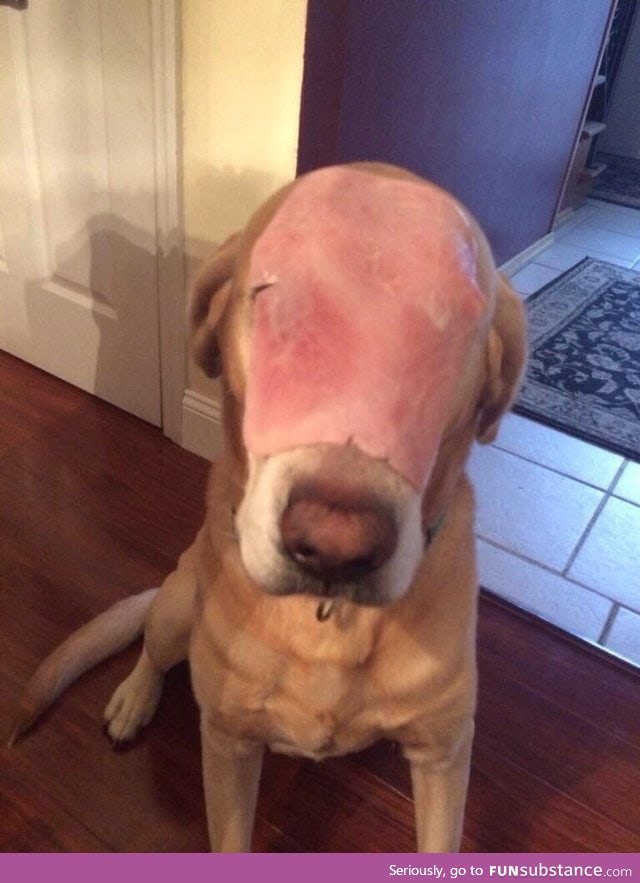 This dog survived a house fire but lost his facial structure while doing so