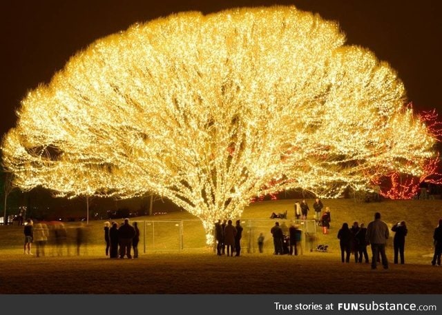 Well-lit tree