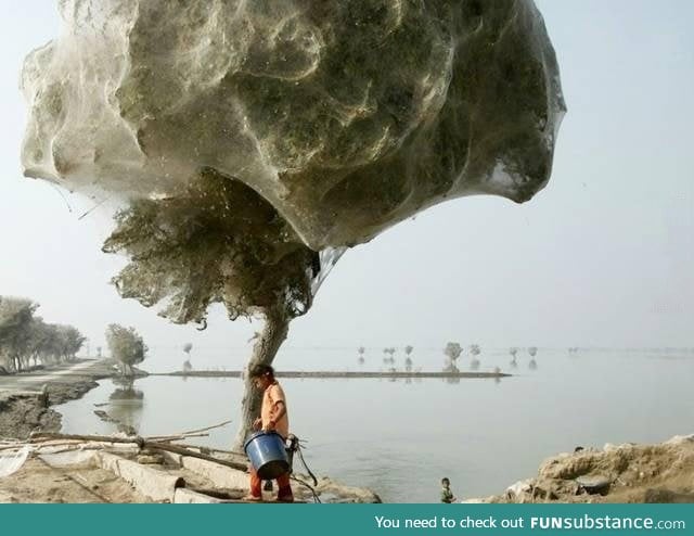 Spiders climbed trees to avoid flooding in Pakistan