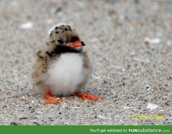 A baby puffin is called a puffling