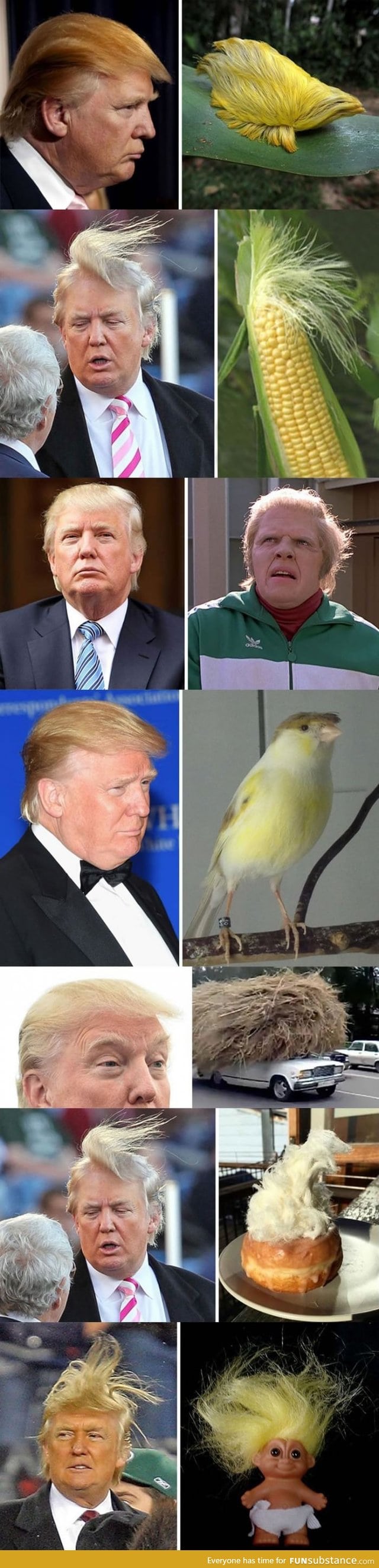 Things that look like Donald Trump