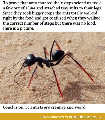Stilts for ants