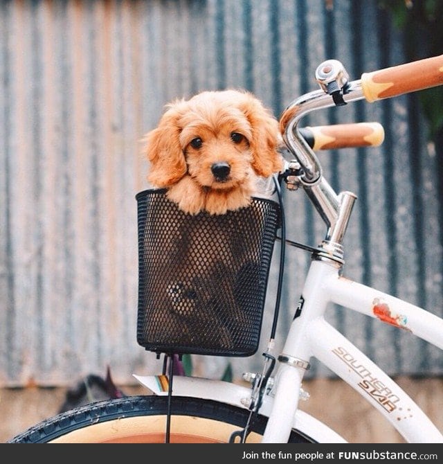 Day 417 of your daily dose of cute: Who wants to give me a puppy for my bike basket????