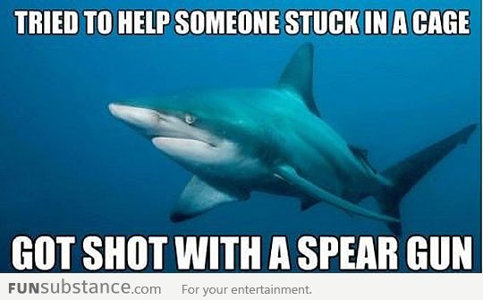 Is tough being a shark