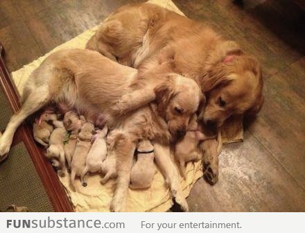 Just puppies with their mom and grandma