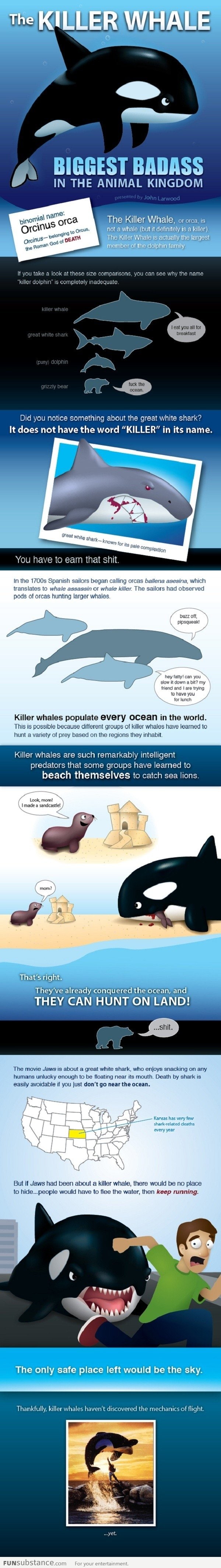 The Killer Whale