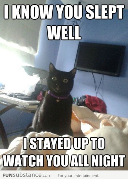 Overly Attached Cat