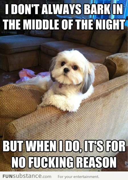 The most interesting dog in the world