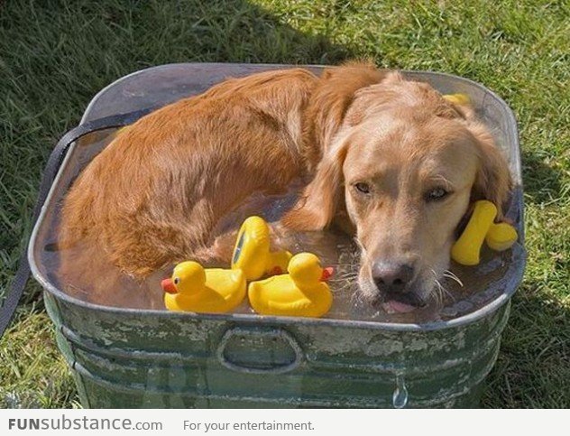 Go For A Bath They Said, You'll Have Ducks They Said