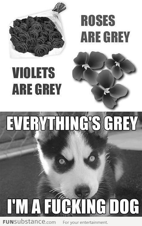 Roses are grey...