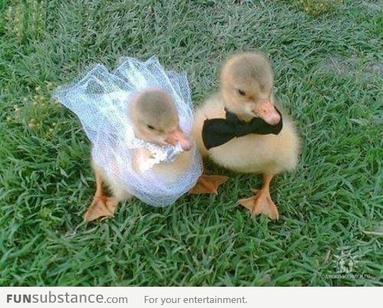 Baby Ducks Getting Married