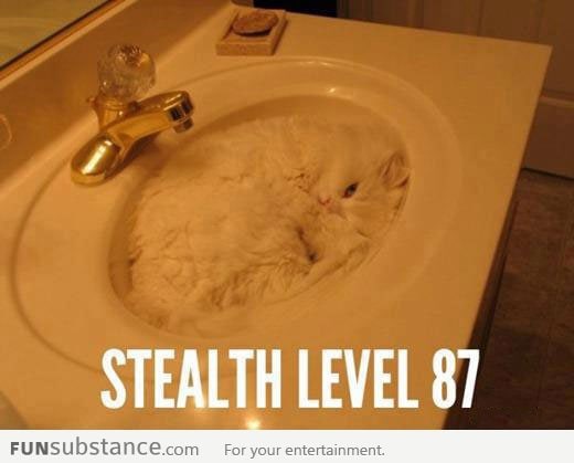 Stealth Cat