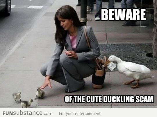The cute duckling scam
