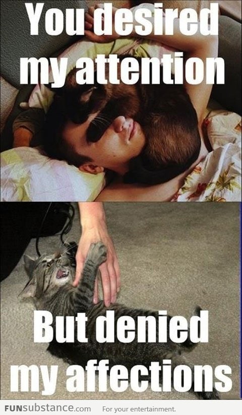 Misunderstood Cat