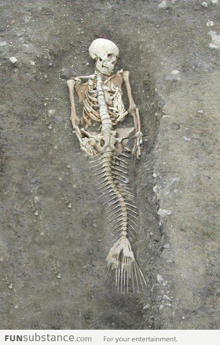 Real mermaid skeleton found
