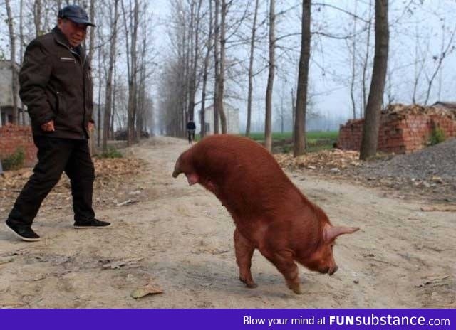 Farmer teaching his pig born without any back legs to walk