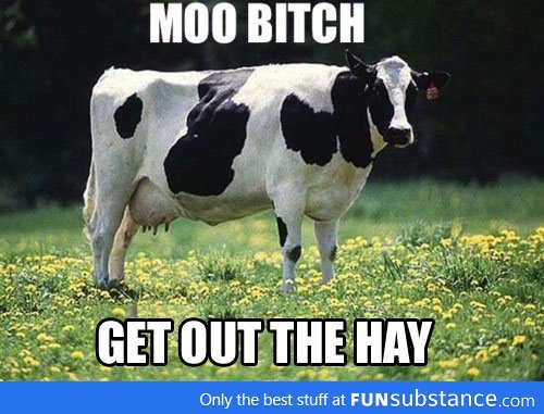 Moo!