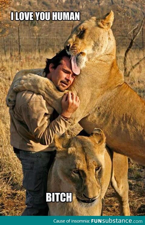 Lion love