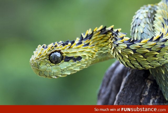 Mesmerizing scales - Bush Viper